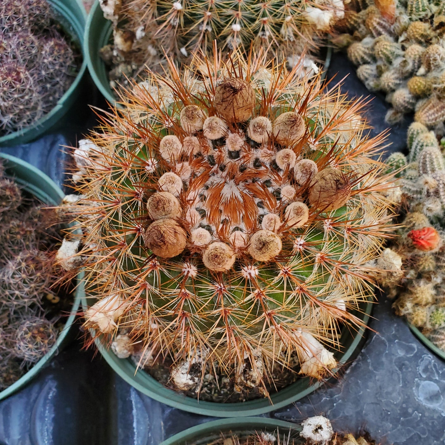 Mammillaria spinosissima 'Red-Headed Irishman'